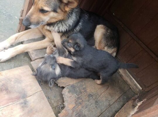 german shepherd guard dog