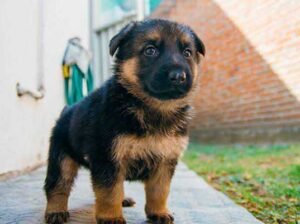 pure German Shepherd puppy