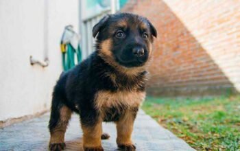 pure German Shepherd puppy