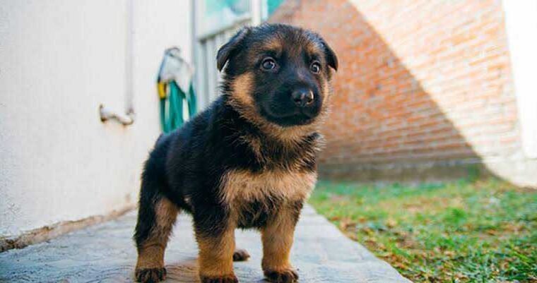 pure German Shepherd puppy