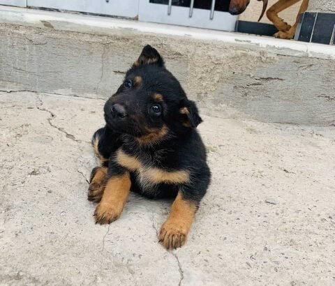 pure German Shepherd puppy