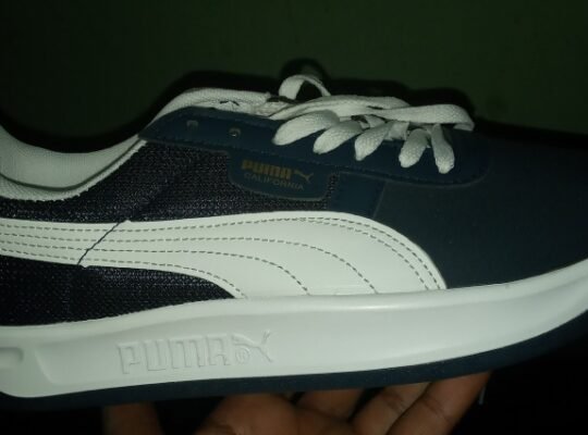 Puma  california