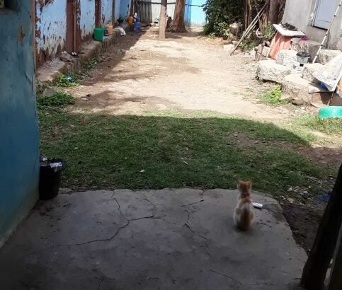 የሚሸጥ  ቤት