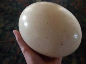 Ostrich Egg(የሰጎን እንቁላል)