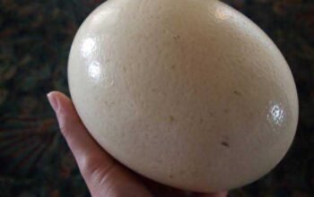 Ostrich Egg(የሰጎን እንቁላል)