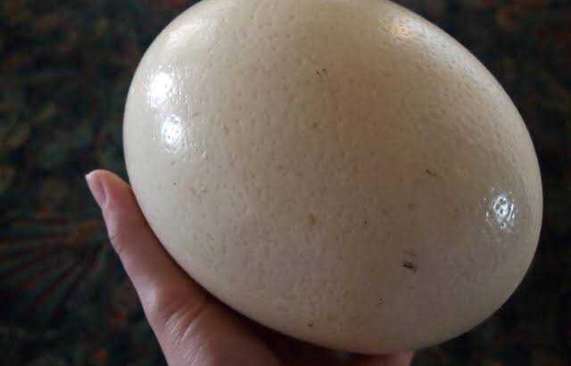 Ostrich Egg(የሰጎን እንቁላል)