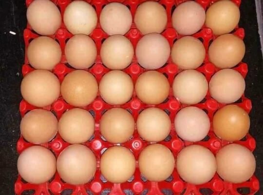 Fresh Eggs