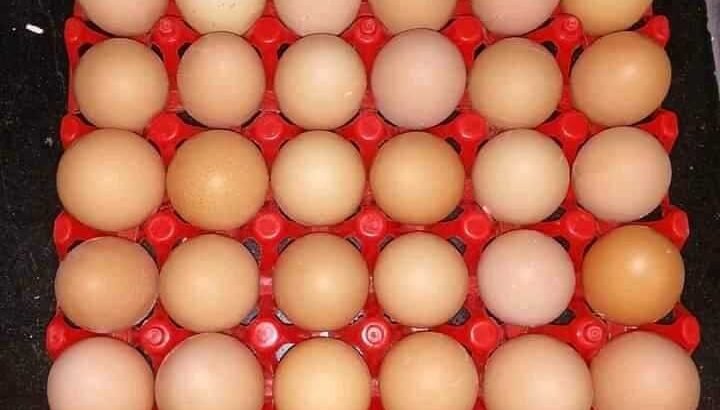 Fresh Eggs