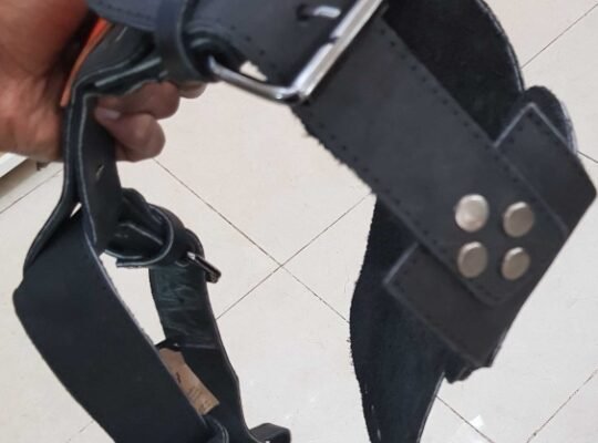 dog leash and harness