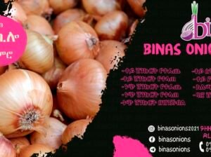 Binas Onions | ቢናስ ሽንኩርት